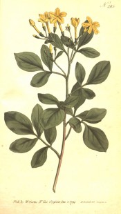 Figured are pinnate leaves and few-flowered terminal raceme of yellow flowers.  Curtis's Botanical Magazine t.285, 1794.