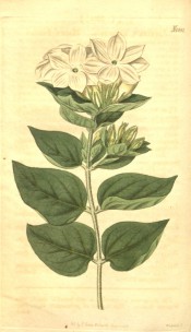 Figured are opposite, ovate, downy leaves and dense clusters of white flowers.  Curtis's Botanical Magazine t.1991, 1818.