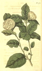 Figured are glossy ovate leaves and terminal, very double white flowers.  Curtis's Botanical Magazine t.1785, 1815.