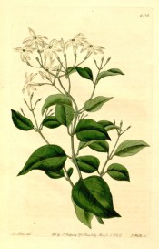 Figured are ovate, glossy, privet-like leaves and terminal racemes of small white flowers.  Botanical Register f.606, 1822.