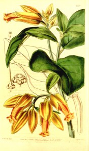 Figured are elliptic leaves and short racemes of semi-pendant, tubular orange flowers. Curtis's Botanical Magazine t.4118, 1844.