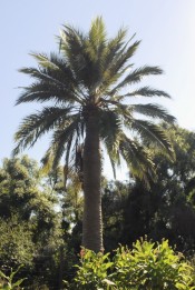 The photograph shows a mature Wine Palm in the Camden Park gardens.