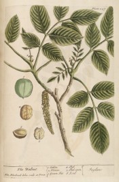 Illustrated are the pinnate leaves, flowers, fruit and nut.  Blackwell pl.247, 1749.