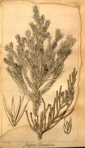 An uncoloured lithograph of juvenile and mature leaves and cones.  London Journal of Botany vol.2, p.143, 1848.