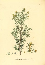 Illustrated are leaves, male cones and ripe fruits.  Saint-Hilaire Arb. pl.34, 1824.