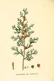 Illustrated are leaves and mature and immature cones.  Saint-Hilaire Arb. pl.35, 1824.