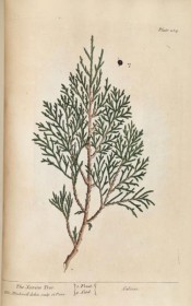 Illustrated is a branch with leaves, and berry and seeds.