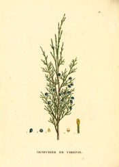 Figured is a shoot with leaves and ripe, dark blue fruit.  Saint-Hilaire Arb. pl.36, 1824.