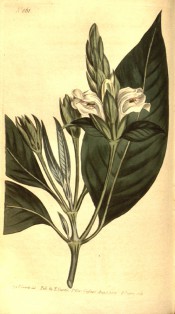 Shown are elliptic leaves and tubular bell-shaped white flowers with purple markings.  Curtis's Botanical Magazine t.861, 1805.