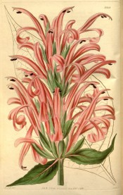 Figured are toothed, lance-shaped leaves and dense raceme of tubular pink flowers.  Curtis's Botanical Magazine t.3383, 1835.