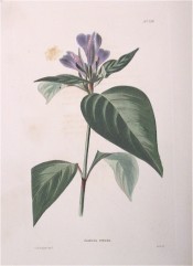 Illustrated are the ovate, pointed leaves and purple flowers.  Loddiges' Botanical Cabinet no.724, 1823.