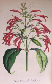 Figured are large glossy leaves and tubular crimson flowers in one-sided panicles.  Flore des Serres f.339, 1848.