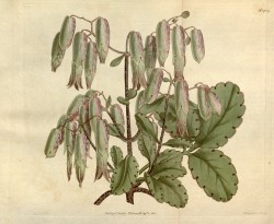 Illustrated are ovate, toothed leaves, and pendant, tubular,  greenish-white flowers.  Curtis's Botanical Magazine t.1409, 1811.