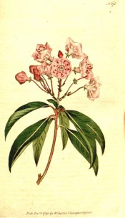 The image shows a shoot with glossy leaves and cluster of pink, saucer-shaped flowers.  Curtis's Botanical Magazine t.175, 1792.