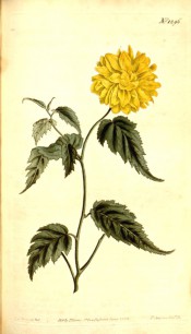 Figured are deeply toothed leaves and very double bright yellow flower.  Curtis's Botanical Magazine t.1296, 1810.