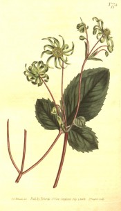 Illustrated is a strawberry-like leaf and daisy-like green flowers.  Curtis's Botanical Magazine t.775, 1804.