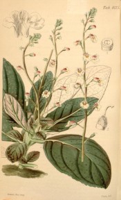 Depicted are large, fleshy, spotted leaves and spikes of small pink and white flowers.  Curtis's Botanical Magazine t.4175, 1845