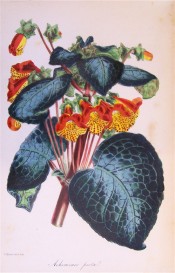 Figured are the large bluish leaves and red and yellow spotted flowers.  Paxton's Magazine of Botany p.199, 1845.