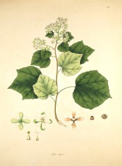 Figured are rounded, lobed leaves and terminal panicle of small white flowers.  Roxburgh pl.215, 1831.