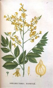 Illustrated are the pinnate leaves and panicles of yellow flowers.  Saint-Hilaire Tr. pl.93, 1825.
