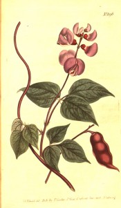 Figured are trifoliate leaves, pea-like reddish-purple flowers flowers and legumes.  Curtis's Botanical Magazine  t.896, 1806.
