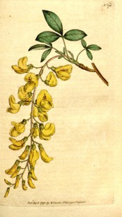 Figured are the tri-foliate leaves and drooping raceme of yellow pea flowers.  Curtis's Botanical Magazine t.176, 1791.