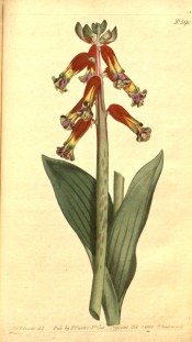 Shown are strap-like leaves and raceme of pendant, cylindrical red and yellow flowers.  Curtis's Botanical Magazine t.590, 1802.