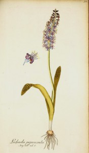 The full plant is illustrated, bulb, strap-like leaves and turquoise flowers.  Jacqin IPR pl.388, 1781-93