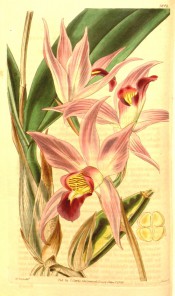 Figured are lance-shaped leaf and pink flowers with darker, yellow-throated labellum.  Curtis's Botanical Magazine t.3804, 1840.