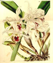 Figured are pseudobulbs, leaves and white flowers with crimson markings.  Curtis's Botanical Magazine t.3910, 1841.