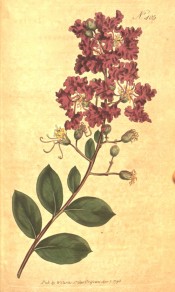 illustrated are the oblong leaves and reddish-purple flowers.  Curtis's Botanical Magazine t.405, 1798.