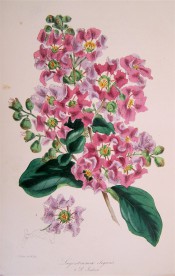 Figured are oblong leaves and a panicle of rosy crepe-like flowers.  Paxton's Magazine of Botany p.269, 1847.