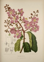 Figured are oblong leaves and a panicle of mauve flowers with prominent central stamens.  van Nooten, 1880.