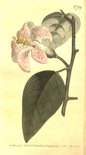 Figured are lance-shaped leaves and a trumpet-shaped pink flower with darker spots.  Curtis's Botanical Magazine t.769, 1804.