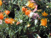 The photograph shows a fleshy-leaved succulent with bright orange flowers.