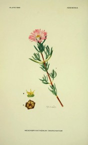 Figured are slender, fleshy leaves and a magenta daisy-like flower.  Addisonia vol.18 pl.590, 1933.