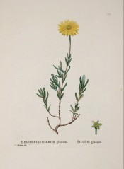 Figured is a succulent with somewhat flattened leaves and large, sulphur-yellow flowers.  Plantarum Historia Succ. pl.128, 1804.