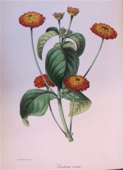 Figured are ovate, toothed leaves and corymbs of crimson and orange flowers.  Paxton's Botanical Magazine p.54, 1843.