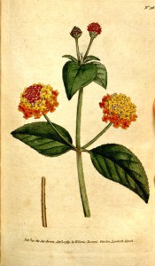 Shown is a bristly stem with ovate leaves and rounded umbels of red and yellow flowers. Curtis's Botanical Magazine t.96, 1789.