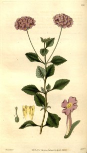 Figured are ovate, toothed leaves and corymbs of lilac pink flowers.  Curtis's Botanical Magazine t.2981, 1830.