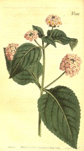 Figured are ovate-lanceolate, toothed leaves and corymbs of pink flowers.  Curtis's Botanical Magazine t.1022, 1807.