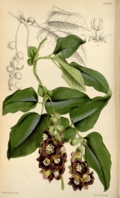 Illustrated are the leathery leaves and racemes of purple-brown and white flowers.  Curtis's Botanical Magazine t.4501, 1850.