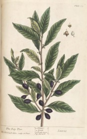 Figured are lance-shaped, glossy leaves, tiny axillary flowers and black berries.  Blackwell pl.175, 1737.