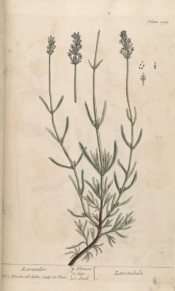 Illustrated are pale grey, downy leaves and terminal spikes of tubular, pale grey-blue flowers.  Blackwell pl.294, 1739.