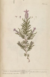 Shown are the grey-green leaves and dense spikes of dark purple flowers topped with larger bracts.  Blackwell pl.241, 1737.