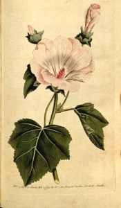 Figured are shallowly lobed leaves and a trumpet-shaped white, pink flushed flower .  Curtis's Botanical Magazine t.109, 1790.