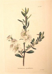 Figured are small ovate leaves and white flowers with prominent stamens.  Loddiges Botanical Cabinet no.514, 1821.