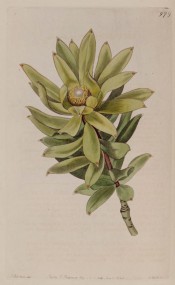 Figured are whorls of lance-shaped leaves and small, terminal, globular male flower.  Botanical Register f.976, 1826.