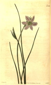 Depicted is a grass-like plant with mauve 6-petalled flower.  Curtis's Botanical Magazine t.2382, 1823.