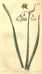 Shown are leaves and nodding, white, cup-shaped flowers with green apical spots.  Curtis's Botanical Magazine t.1210, 1809.